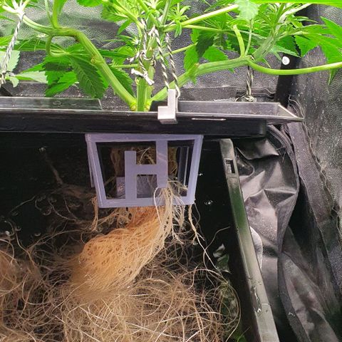 Auto Pineapple Candy growlog timeline photo