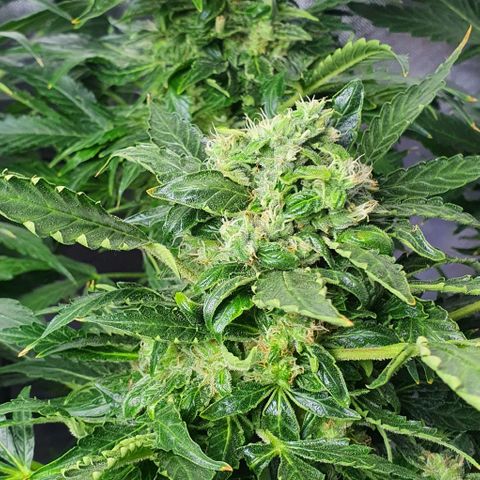 Pineapple growlog timeline photo