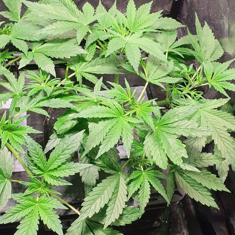 Auto Pineapple Candy growlog timeline photo