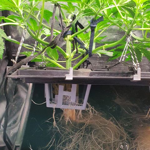 Auto Purple Candy growlog timeline photo