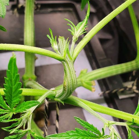 Auto Pineapple Candy growlog timeline photo