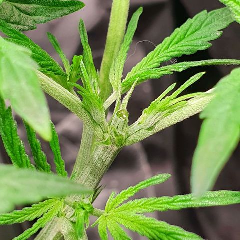 Auto Pineapple Candy growlog timeline photo