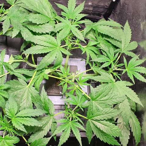 Auto Pineapple Candy growlog timeline photo