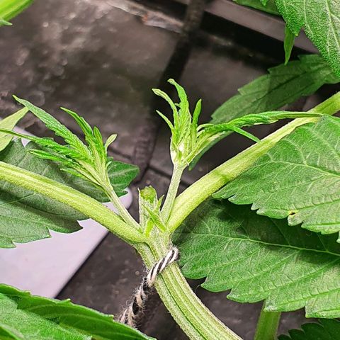 Auto Pineapple Candy growlog timeline photo