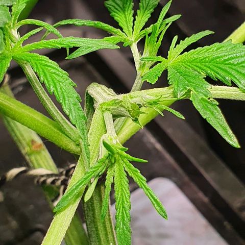 Auto Pineapple Candy growlog timeline photo
