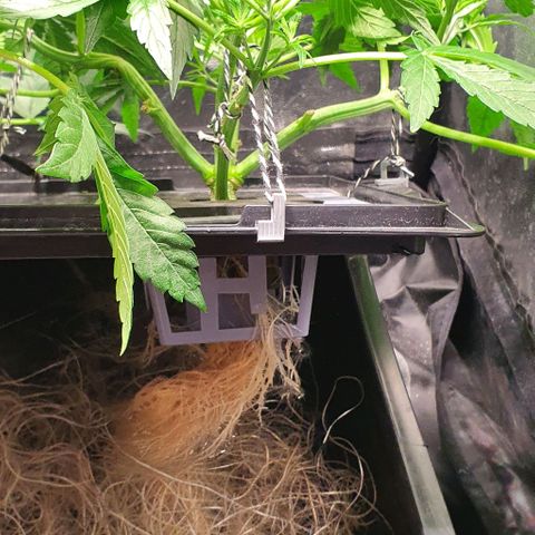 Auto Pineapple Candy growlog timeline photo