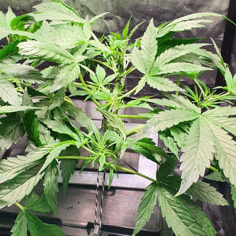 Auto Pineapple Candy growlog timeline photo