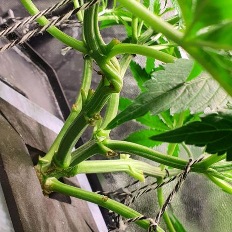Auto Pineapple Candy growlog timeline photo