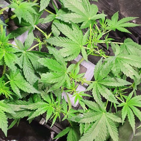Auto Pineapple Candy growlog timeline photo