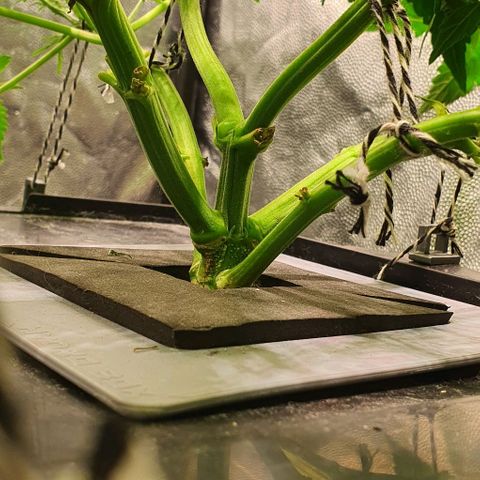 Auto Pineapple Candy growlog timeline photo