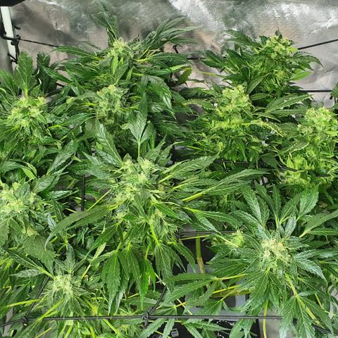 Pineapple growlog timeline photo