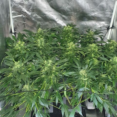 Pineapple growlog timeline photo