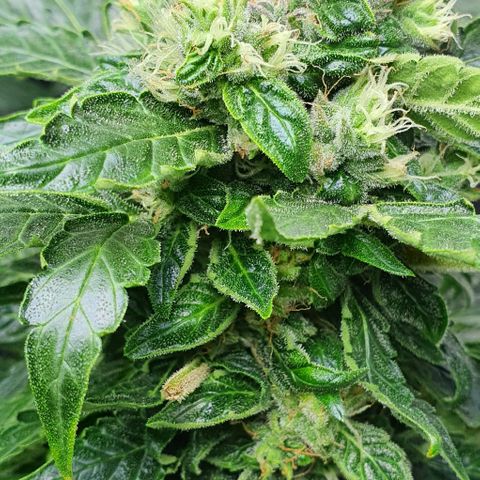 Pineapple growlog timeline photo
