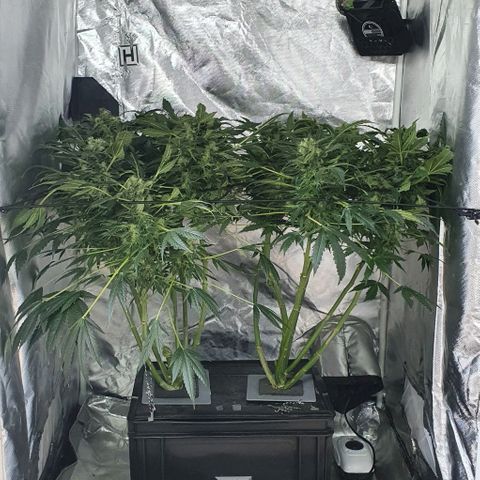 Pineapple growlog timeline photo
