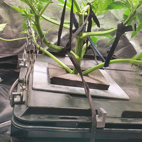 Auto Purple Candy growlog timeline photo