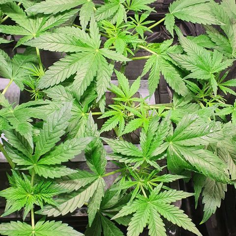 Auto Pineapple Candy growlog timeline photo