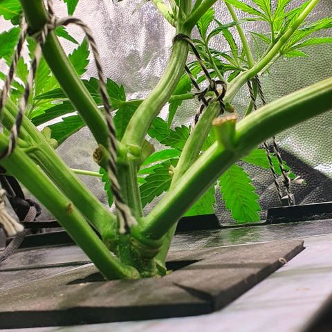 Auto Pineapple Candy growlog timeline photo