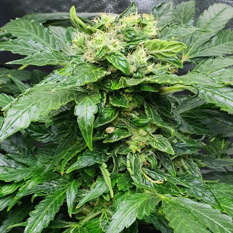 Pineapple growlog timeline photo