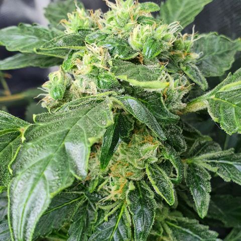 Pineapple growlog timeline photo