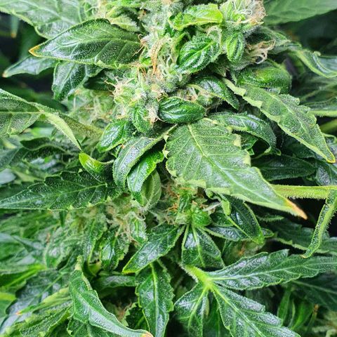 Pineapple growlog timeline photo
