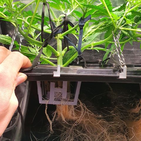 Auto Purple Candy growlog timeline photo