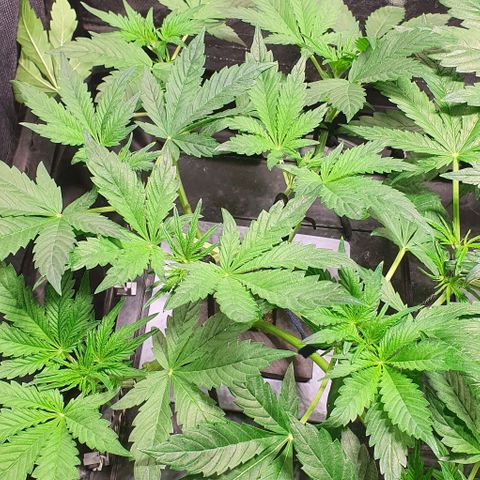 Auto Purple Candy growlog timeline photo