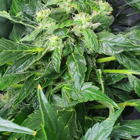 Pineapple growlog timeline photo