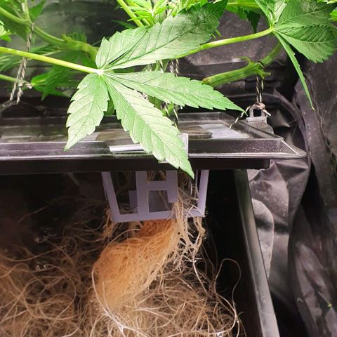 Auto Pineapple Candy growlog timeline photo