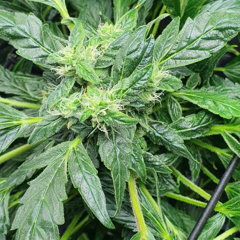 Pineapple growlog timeline photo