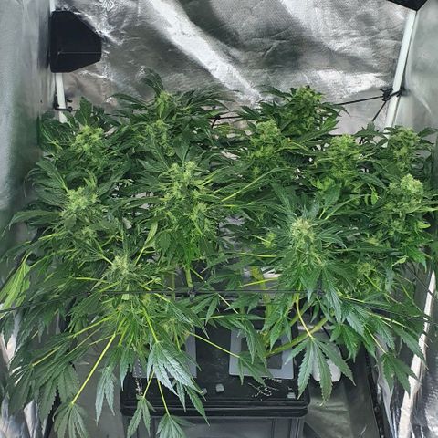 Pineapple growlog timeline photo