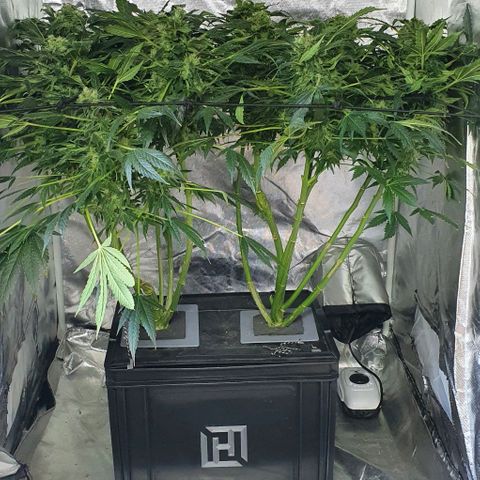 Pineapple growlog timeline photo