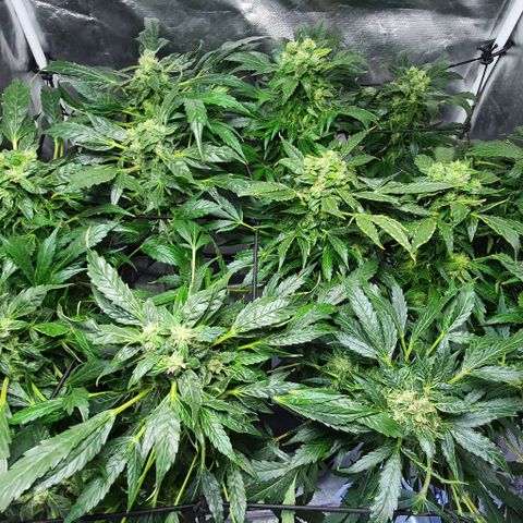 Pineapple growlog timeline photo
