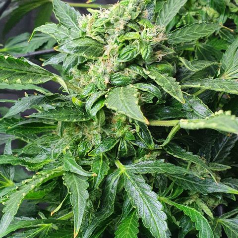 Pineapple growlog timeline photo
