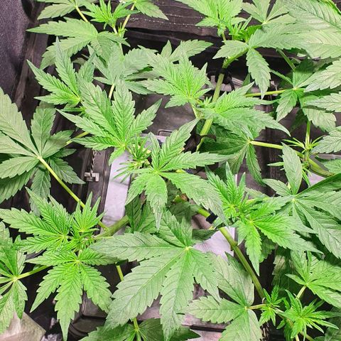 Auto Purple Candy growlog timeline photo