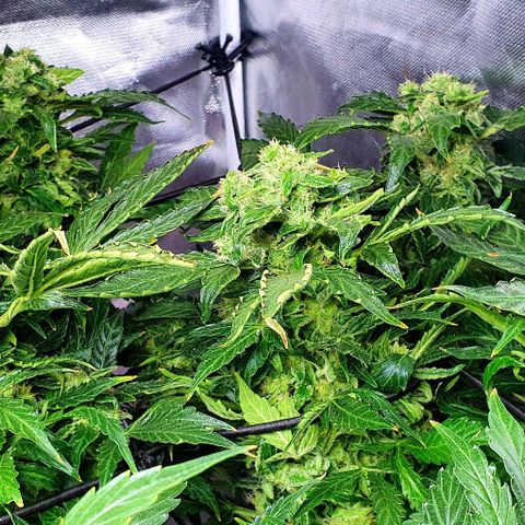 Pineapple growlog timeline photo