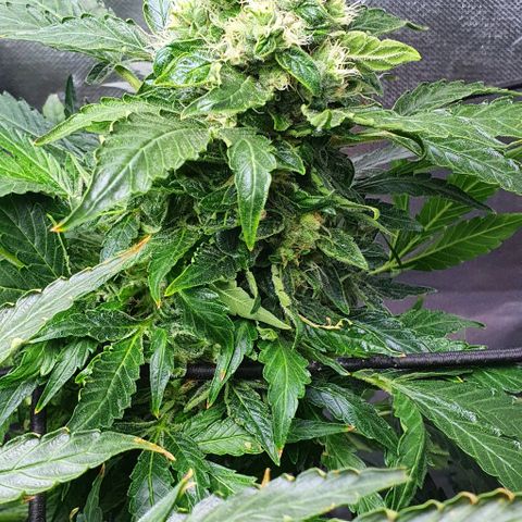Pineapple growlog timeline photo