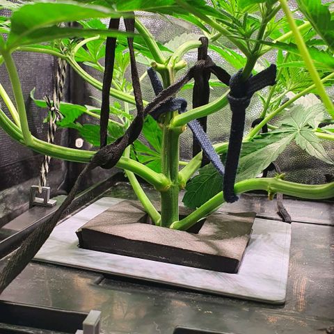 Auto Purple Candy growlog timeline photo