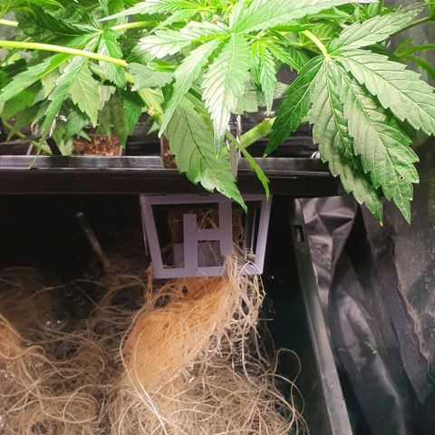 Auto Pineapple Candy growlog timeline photo