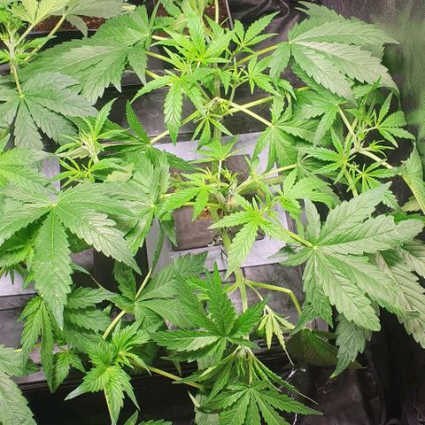 Auto Pineapple Candy growlog timeline photo