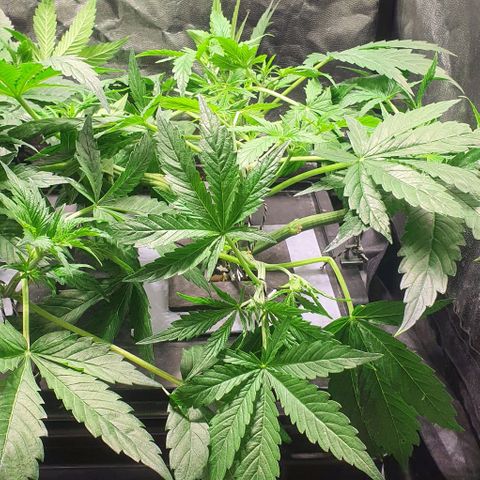 Auto Pineapple Candy growlog timeline photo