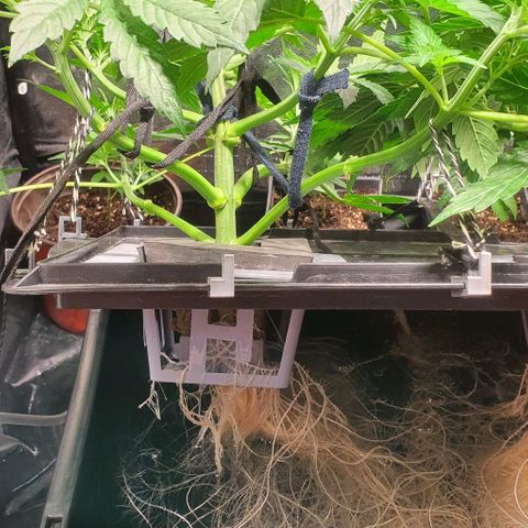 Auto Purple Candy growlog timeline photo