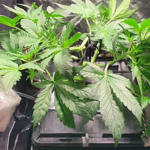 Auto Purple Candy growlog timeline photo