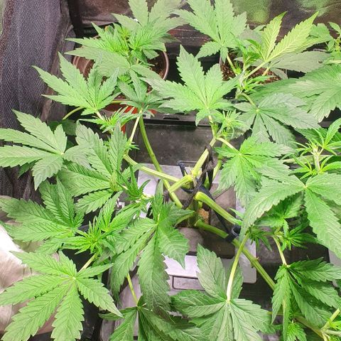 Auto Purple Candy growlog timeline photo