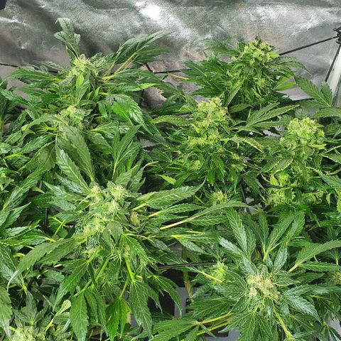 Pineapple growlog timeline photo