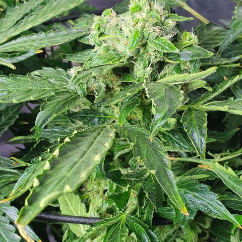 Pineapple growlog timeline photo