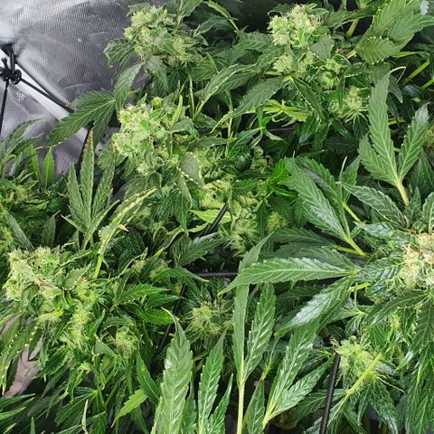 Pineapple growlog timeline photo
