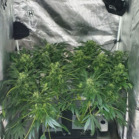 Pineapple growlog timeline photo