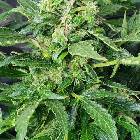 Pineapple growlog timeline photo