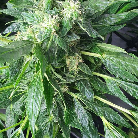 Pineapple growlog timeline photo