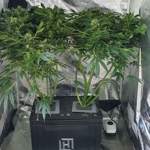 Pineapple growlog timeline photo